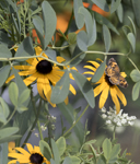 Gorgone Checkerspot